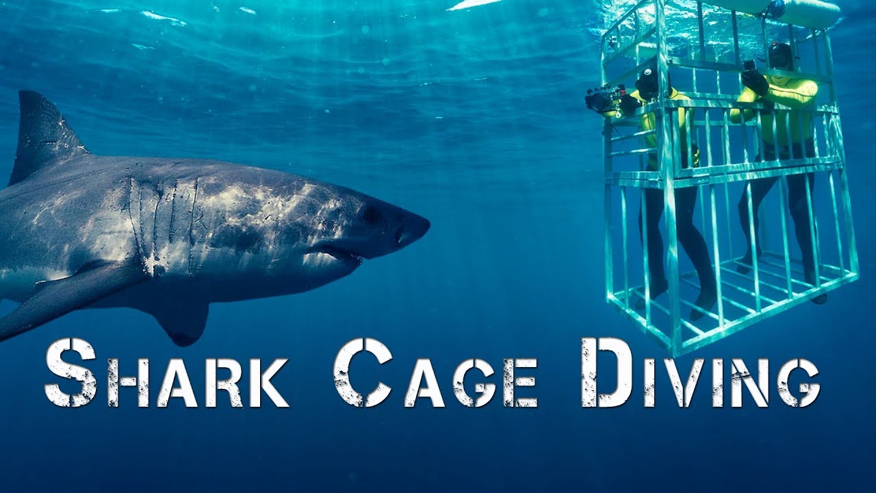 Enjoy an Exclusive Shark Cage Diving Experience with Professional Guides and Experts